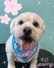 「可愛い子ちゃん♡ Dog salon mofu mofu余市町」