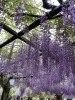 和気神社にて「藤の花に想いを込めて――心身の美しさを引き出す場所「藤さろんカコ」」