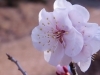 伊奈町の花をご縁に絆が一層深まりました！ | 日本薬科大学からの