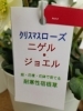 今日はクリスマスローズの紹介です 三次花壇 十日市店のニュース まいぷれ 三次市