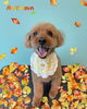 「可愛い子ちゃん♡ Dog salon mofu mofu 余市町」