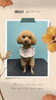 「Dog salon mofu mofu　余市町」