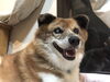 rehab_image 癒やしの存在 rehab_image「看板犬「クマラ」のご紹介と、ひだち教室で大切にしていること」