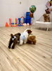 ぱんちゃんモテモテ😍💕「ましゅまろ幼稚園🐾」