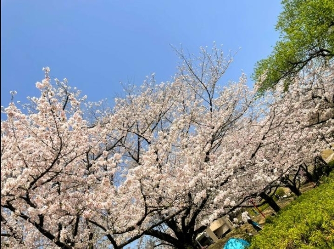 私もですが桜見に行けてない人へ写真だけで癒されます「⭐春休みお母さん応援⭐あっちゃんべんとう特別企画/野菜/新鮮/大府市/農産物直売所」