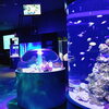 くしろ水族館ぷくぷく「水族館の短期アルバイト募集！」