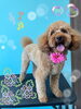 「可愛い子ちゃん♡ Dog salon mofu mofu 余市町」