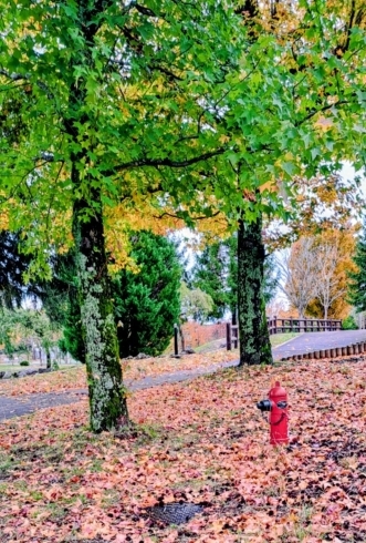 AUTUMN SCENE「🌸 ブリスベン・モス社ã®å‚‘作生地『モールスã‚ンã€ã€