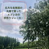 鹿肉ジャーキー/エゾシカ「鹿肉ジャーキー　はじまる　/小樽障害福祉事業所らしくワーク」