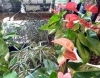 「観葉植物たくさん入ってます♪」