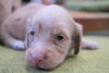 「ミニチュアダックス子犬情報」