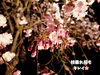 「銭淵公園観桜会！夜の幻想的な景色に感動。」