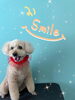 「わんこちゃん♡ Dog salon mofu mofu余市町」