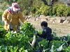 「農業体験🥬」