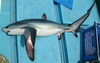 活きの良いサメをご堪能あれ！「尾長🦈、ホシエイ、まんぼう」
