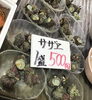 「魚魚市場鮮魚コーナーおすすめは「ヒオウギ貝」です♪」