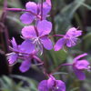 「ヤナギラン【福島植物園／宿根草】」