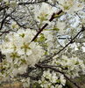 「【閑話休題】桜の季節🌸🍃」