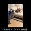「猫のブルーと看板娘パールが初対面」