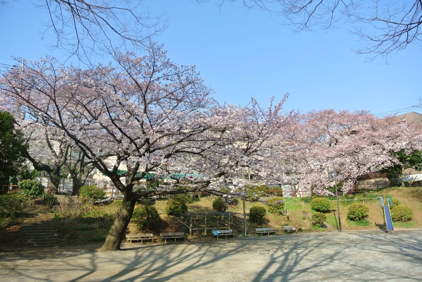 百合丘第2公園 麻生区 お花見するならここ 川崎市の 桜 特集 2021年 まいぷれ 川崎市