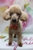 トイプードルのピース君のトリミング「トイプードルのモカちゃん♪ 花柄背景で春色ハートコーデフォト！」