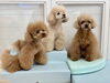 アプリ組　くまくん☆ハッピーちゃん☆さらんちゃん「ましゅまろ幼稚園🐾」