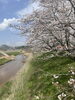 木次土手「桜♪」