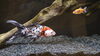 ゴビウス「盆休み！」