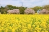 千葉の桜 19年開花状況 19年4月14日まで 最新版 お花見するならここ 千葉 船橋 市川 習志野 鎌ケ谷の 桜 特集 22年 まいぷれ 船橋市