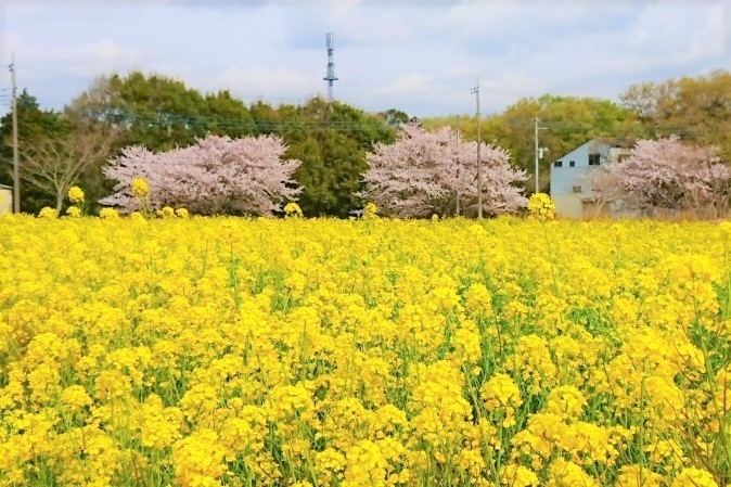 千葉の桜 19年開花状況 19年4月14日まで 最新版 お花見するならここ 千葉 船橋 市川 習志野 鎌ケ谷の 桜 特集 22年 まいぷれ 船橋市 千葉の桜 19年開花状況 19年4月14日まで 最新版 お花見するならここ 千葉 船橋 市川 習志野 鎌ケ谷の 桜 特集 22年 まいぷれ 船橋市