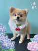 「Dog salon mofu mofu　余市町」