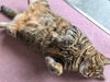 しまこ「会社の2匹の猫、夏の昼寝」