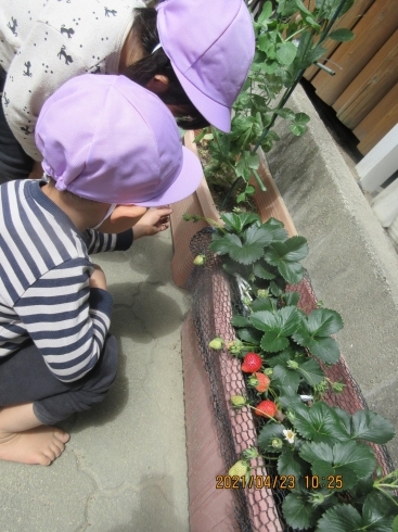 「【速報】３歳児（1号認定）さん空きがあります！　松山市の幼保連携型　認定こども園　 立花こども園♪」