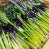 「この葉物野菜はなーんだ？？」