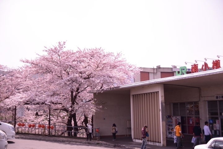 Jr南小樽駅 小樽市 桜の名所 お花見スポット まいぷれ 小樽市