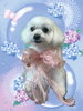 「Dog salon mofu mofu　余市町」