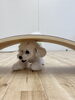 チップくん😁「ましゅまろ幼稚園🐾パート２」