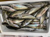 「本日鮮魚入荷致しました。[岩牡蠣は７月から販売致します。]」