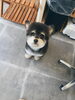 「はじめましてDOGSALON KNOTです」