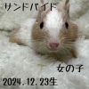 「デグーの赤ちゃんが生まれました💓　女の子編」