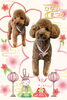 「Dog salon mofu mofu　余市町」