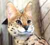 「【6月20日】サーバルを一般公開します」