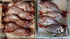 釣果「久しぶりの鯛テンヤ釣り！」