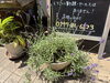 ラベンダー「店舗前のお花たち」