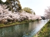 「宇治川派流」と桜「【編集部ニュース】弥生(やよい)の京都･城下町伏見から『ひな祭りと桜観賞』をご紹介します‼　【付録：チョット一言経営学】＠京ちゃんの伏見ヒストリー日記」