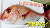 「○本日のお刺身○【しまね定置もん！】ヨコワマグロ、天然大ダイ」