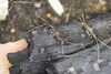 木炭が落ち着くようです。「地域の方がスズムシを持ってきてくださいました。」