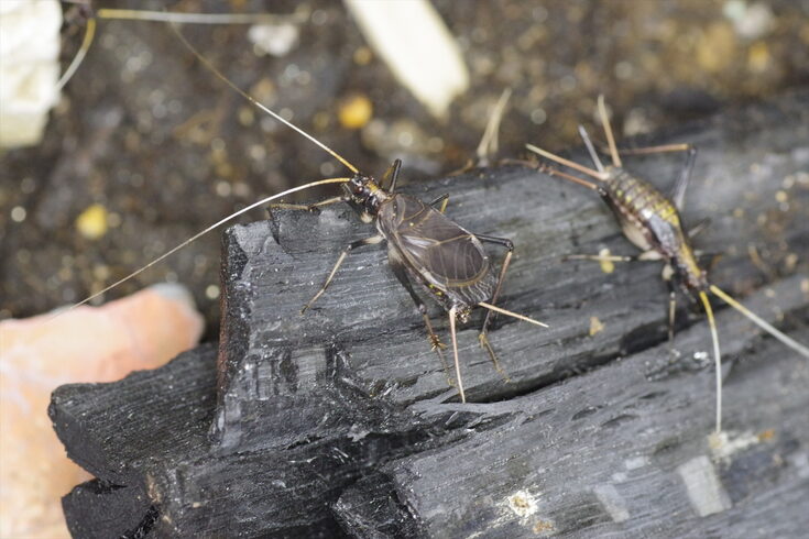木炭が落ち着くようです。「地域の方がスズムシを持ってきてくださいました。」