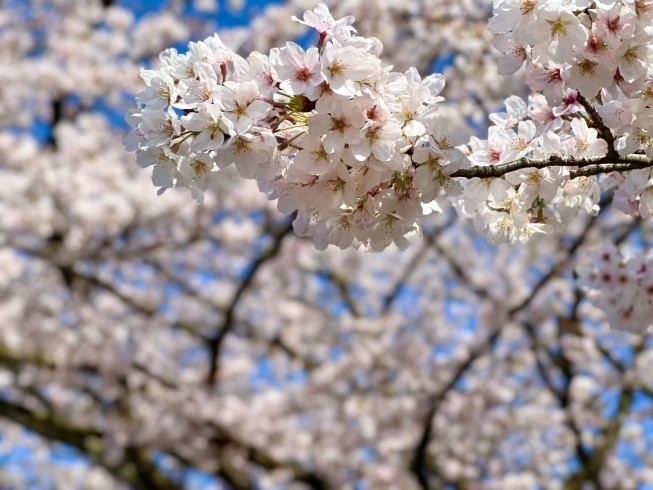 「【新居浜市 角野新田町】山根公園の桜は満開です！（2023年3月28日）」