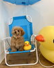 もなかちゃん🐣「ご家族決まりました🩷」